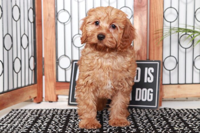 Jarvis- Spunky Red Male Goldendoodle Puppy - Image 3