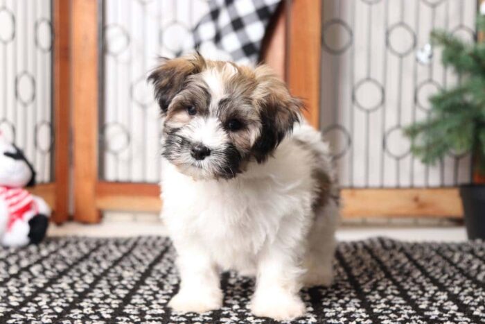 Jasper- Cool Little Male ACA Havanese Puppy