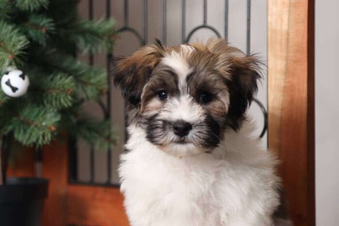 Jasper- Cool Little Male ACA Havanese Puppy - Image 2