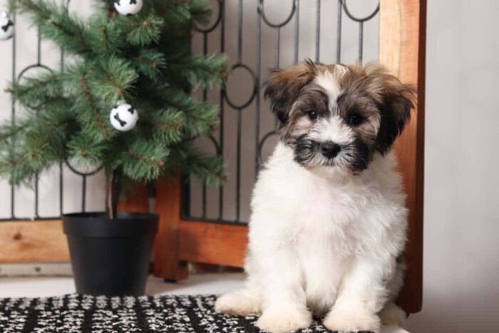 Jasper- Cool Little Male ACA Havanese Puppy - Image 3