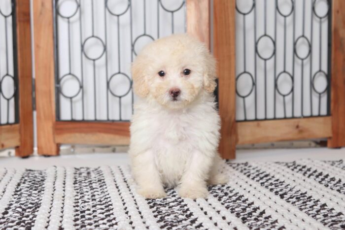 Jean - Loving Little Female Toy Poodle Puppy