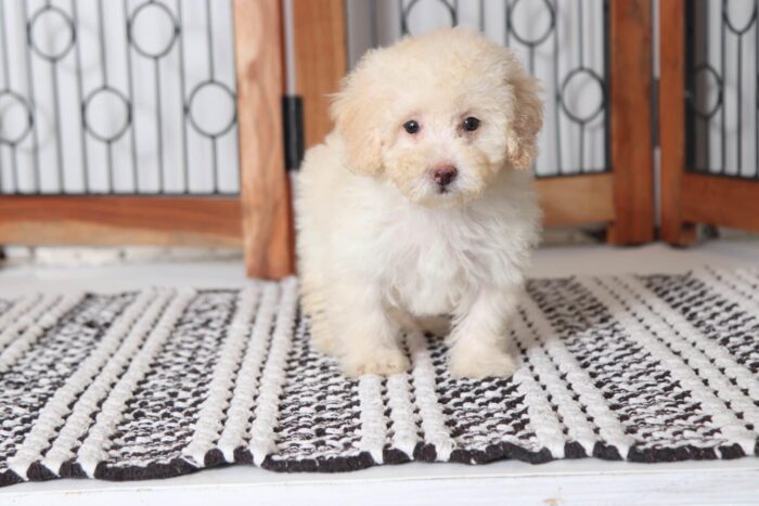 Jean - Loving Little Female Toy Poodle Puppy - Image 2