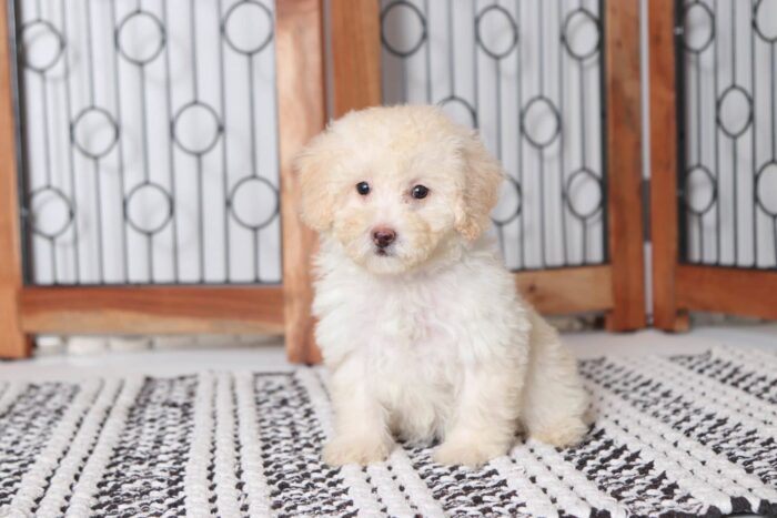 Jean - Loving Little Female Toy Poodle Puppy - Image 3