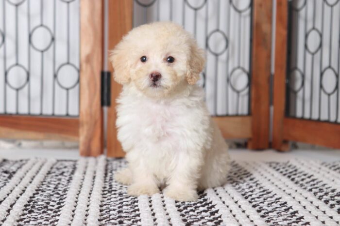 Jean - Loving Little Female Toy Poodle Puppy - Image 4