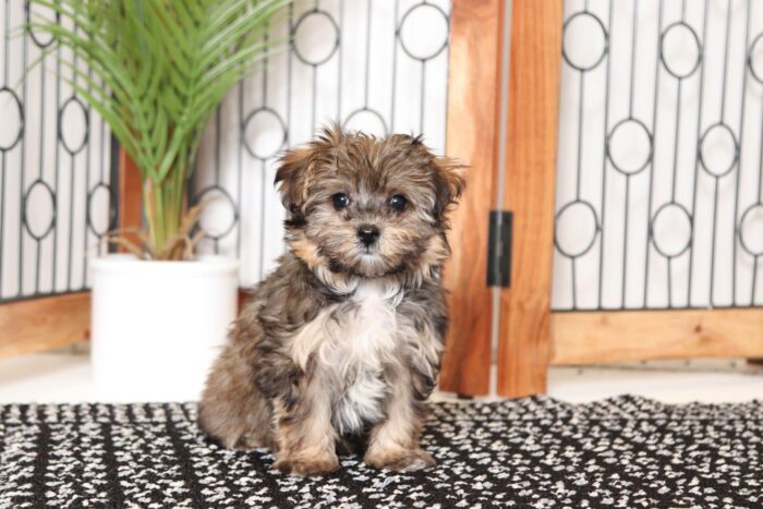 Jenna- Cuddly Little Female Morkie Puppy