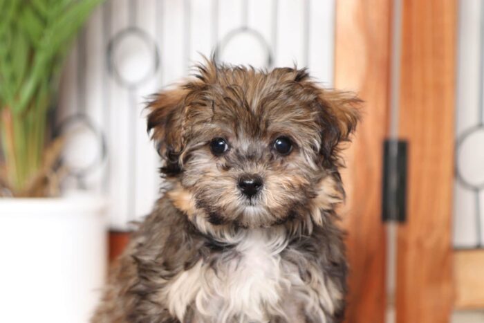 Jenna- Cuddly Little Female Morkie Puppy - Image 2