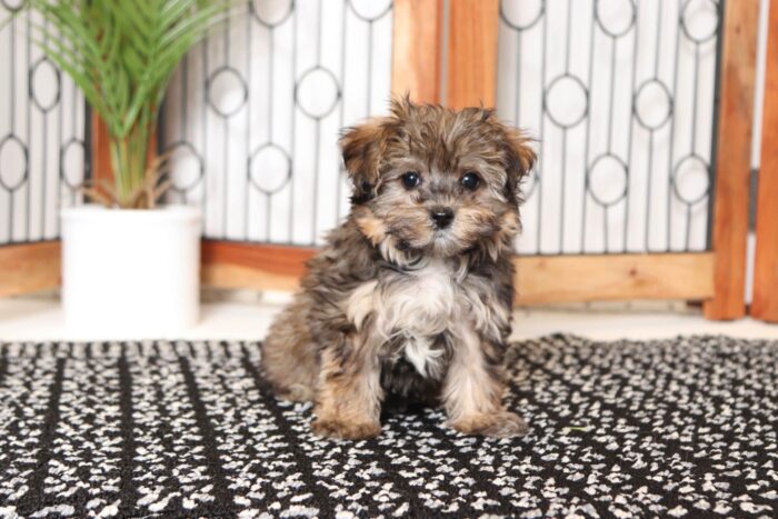 Jenna- Cuddly Little Female Morkie Puppy - Image 3