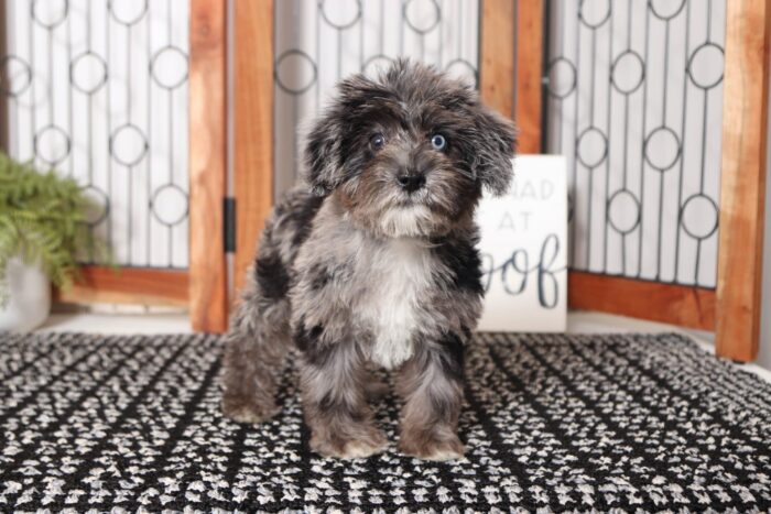 Jenny  - Stunning Little Female Schnoodle Puppy