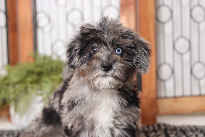 Jenny  - Stunning Little Female Schnoodle Puppy - Image 2