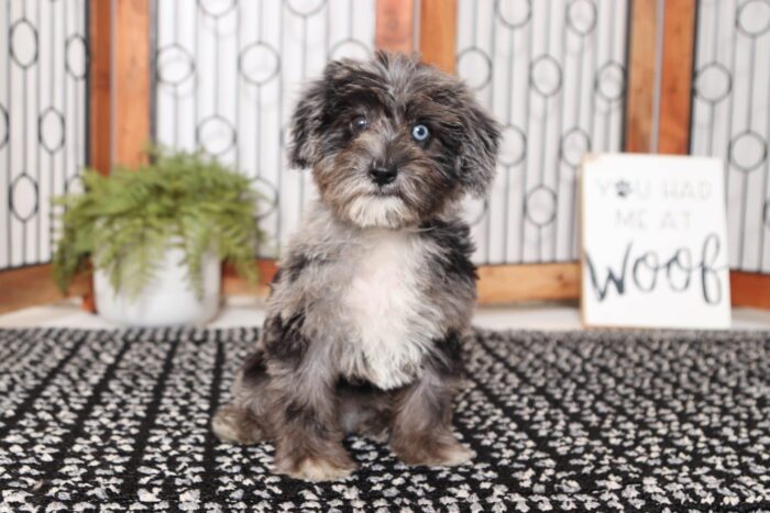 Jenny  - Stunning Little Female Schnoodle Puppy - Image 3