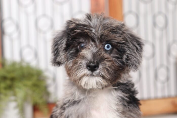 Jenny  - Stunning Little Female Schnoodle Puppy - Image 4