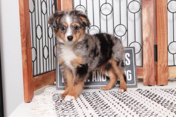 Jerome- Awesome Blue Merle Male ACA Mini Aussie Puppy