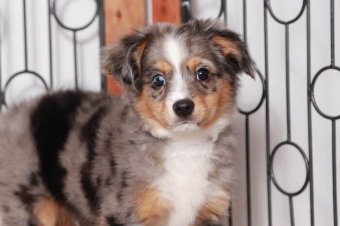 Jerome- Awesome Blue Merle Male ACA Mini Aussie Puppy - Image 2