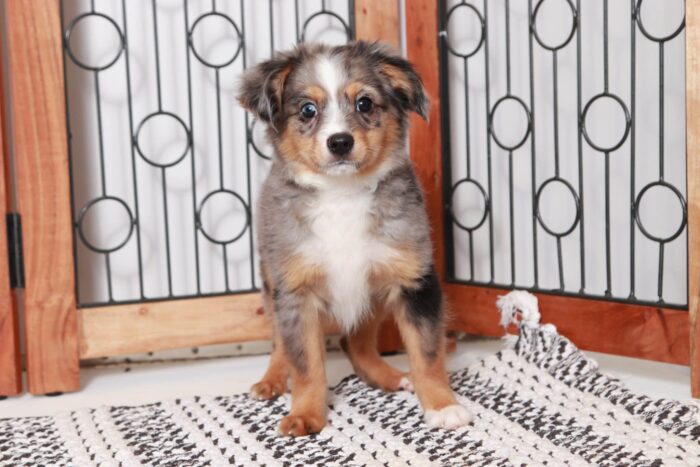 Jerome- Awesome Blue Merle Male ACA Mini Aussie Puppy - Image 3