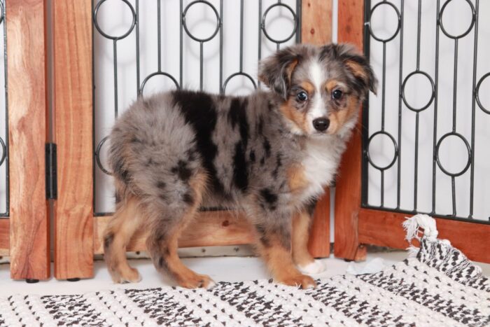 Jerome- Awesome Blue Merle Male ACA Mini Aussie Puppy - Image 4