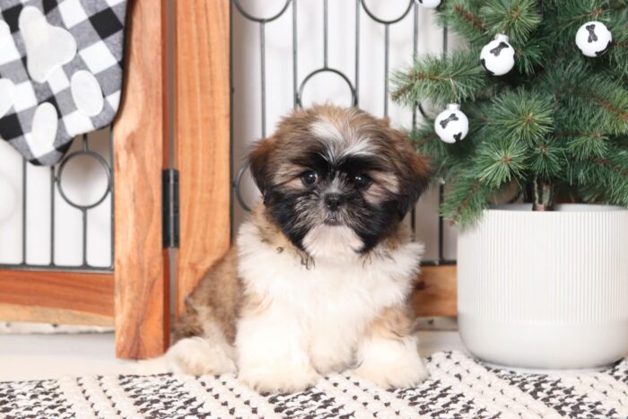 Jingle- Joyful Little ACA Male Sable/White Shih Tzu Puppy