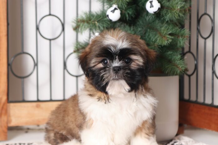 Jingle- Joyful Little ACA Male Sable/White Shih Tzu Puppy - Image 2