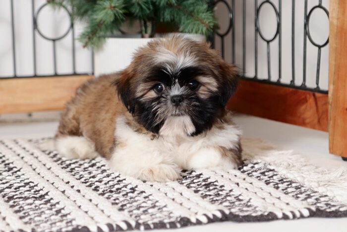 Jingle- Joyful Little ACA Male Sable/White Shih Tzu Puppy - Image 3