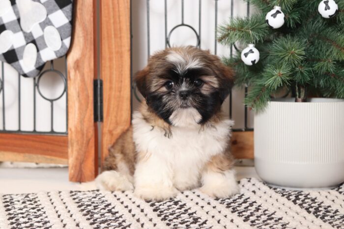 Jingle- Joyful Little ACA Male Sable/White Shih Tzu Puppy - Image 5