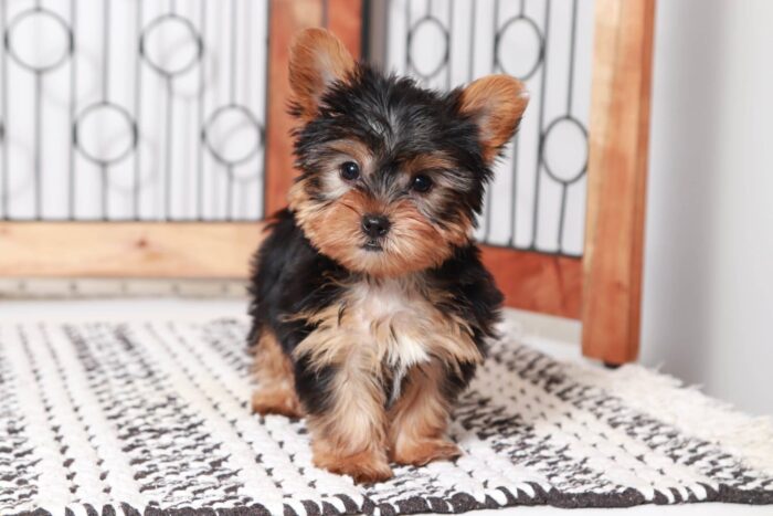 Josh - Dashing Male Toy ACA Yorkie Puppy