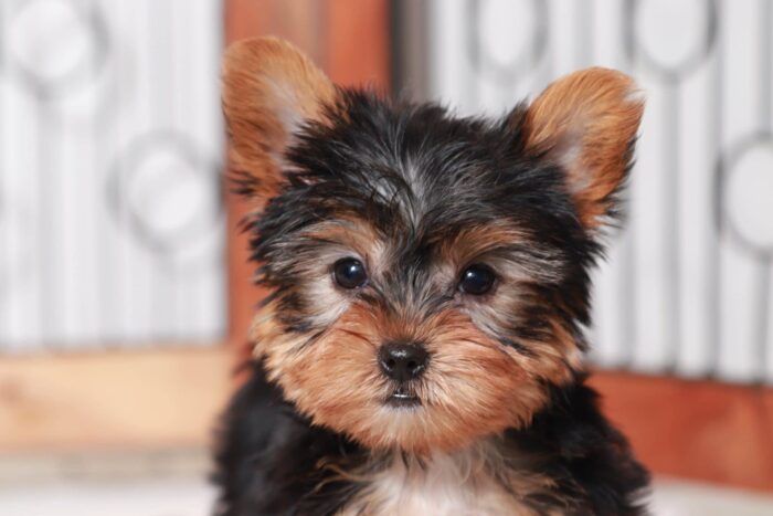 Josh - Dashing Male Toy ACA Yorkie Puppy - Image 2