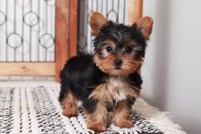 Josh - Dashing Male Toy ACA Yorkie Puppy - Image 4