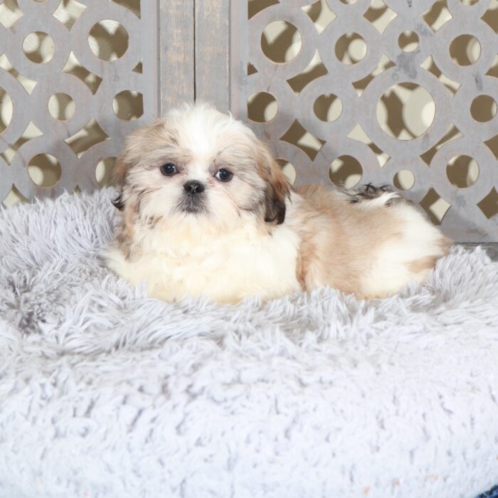 Joseph-Snuggly Shih-Tzu Puppy - Image 2