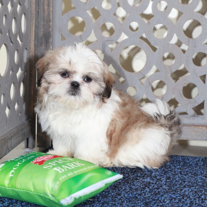 Joseph-Snuggly Shih-Tzu Puppy - Image 3