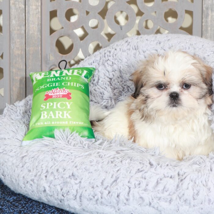 Joseph-Snuggly Shih-Tzu Puppy - Image 4