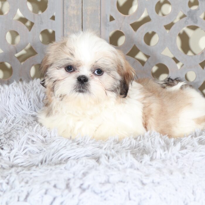 Joseph-Snuggly Shih-Tzu Puppy