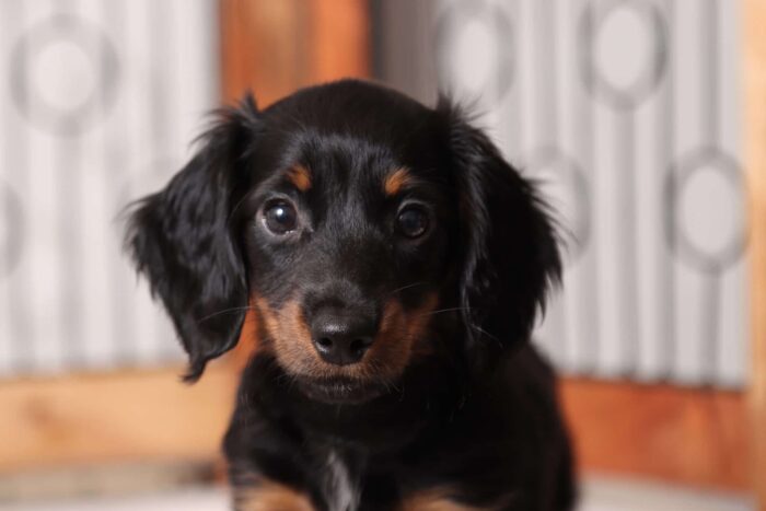 Josey  - Great Black and Tan Long Hair ACA Female Mini Dachshund Puppy - Image 2