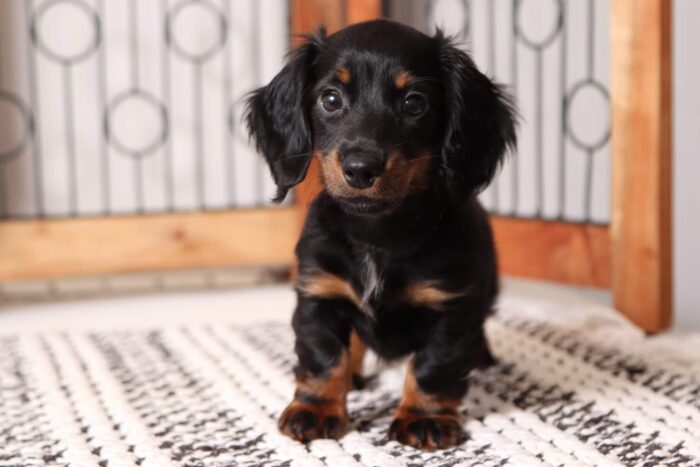 Josey  - Great Black and Tan Long Hair ACA Female Mini Dachshund Puppy