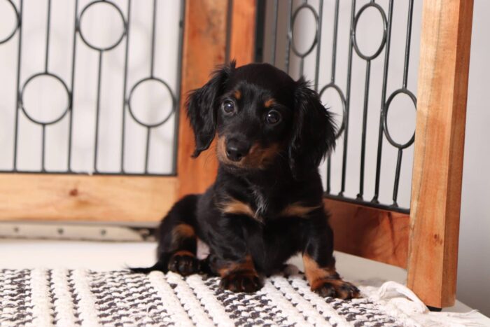 Josey  - Great Black and Tan Long Hair ACA Female Mini Dachshund Puppy - Image 3