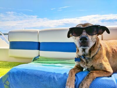 Dog with sunglasses