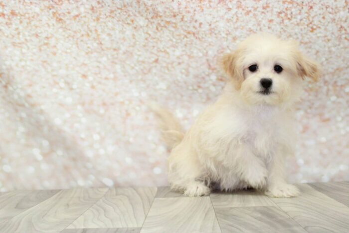 Joy- Beautiful Female Teddy Bear Puppy - Image 2