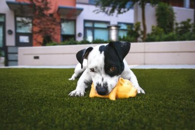 Puppy Chewing a Toy