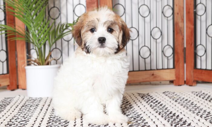 Justin - Great Little White/Gold Male ACA Havanese Puppy