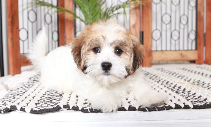 Justin - Great Little White/Gold Male ACA Havanese Puppy - Image 2