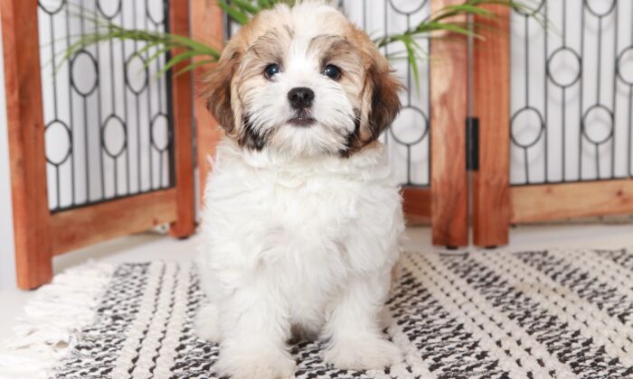 Justin - Great Little White/Gold Male ACA Havanese Puppy - Image 3