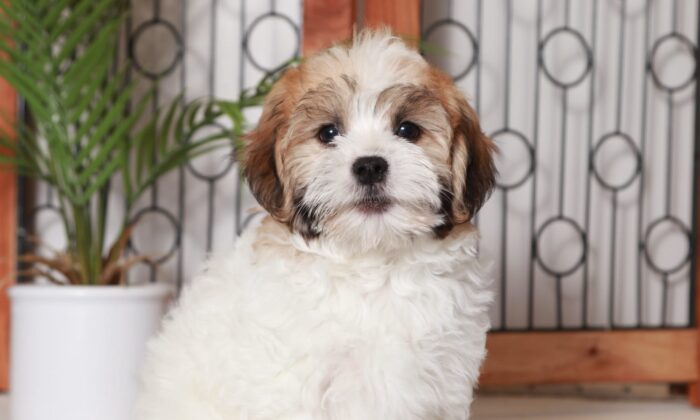 Justin - Great Little White/Gold Male ACA Havanese Puppy - Image 4