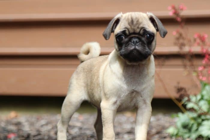 Karma - Super playful, AKC, Fawn, Pug