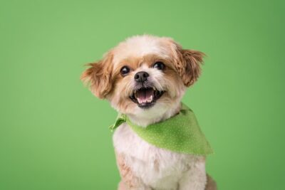 Shih-Tzu Smiling