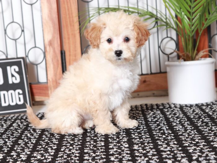 Kat - Adorable Little Apricot Female Poochon Puppy