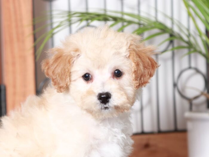 Kat - Adorable Little Apricot Female Poochon Puppy - Image 2