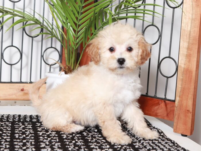 Kat - Adorable Little Apricot Female Poochon Puppy - Image 3