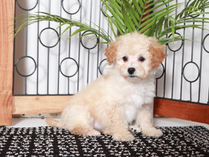 Kat - Adorable Little Apricot Female Poochon Puppy - Image 4