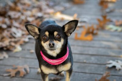 Chihuahua Mix