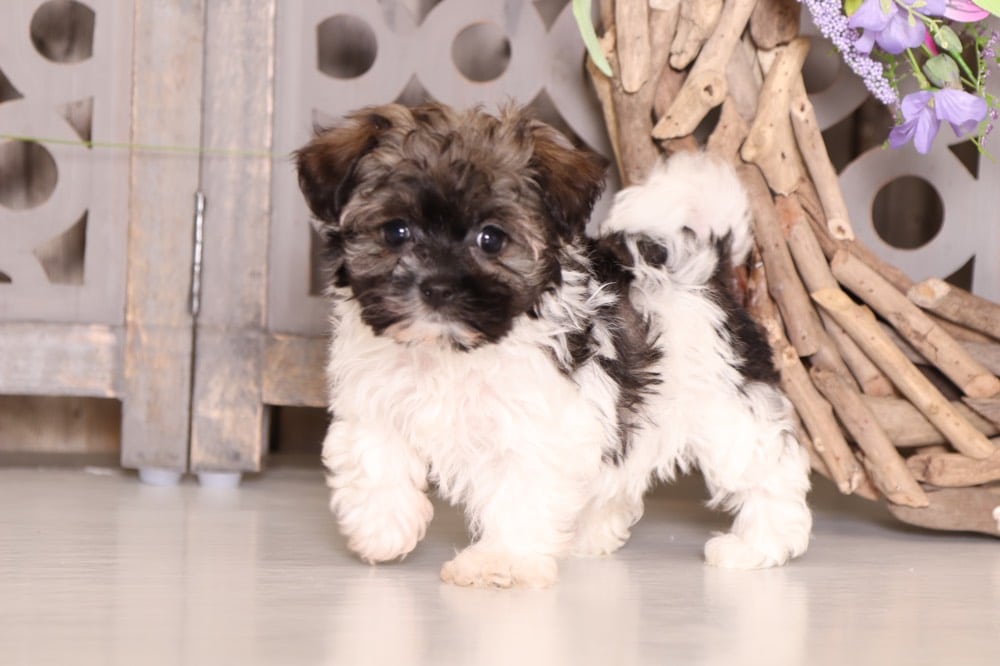 tiny havanese puppies for sale