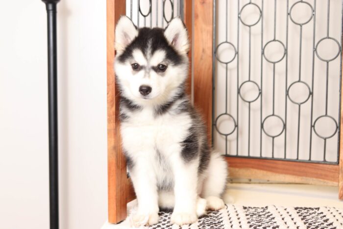 Katniss - Wonderful Little Female Pomsky Puppy