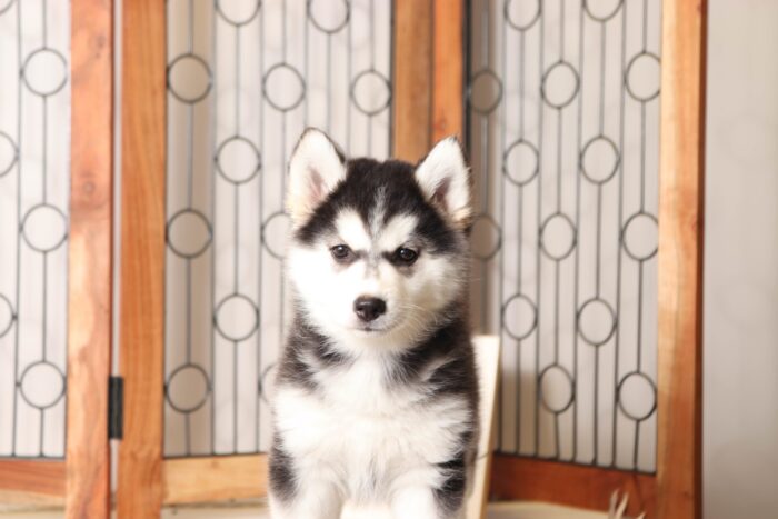 Katniss - Wonderful Little Female Pomsky Puppy - Image 4